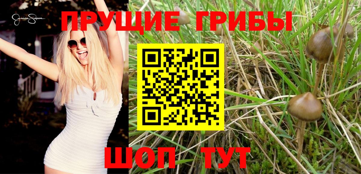 наркошоп  Вход с VPN  Борзя  Галлюциногенные грибы Cubensis 